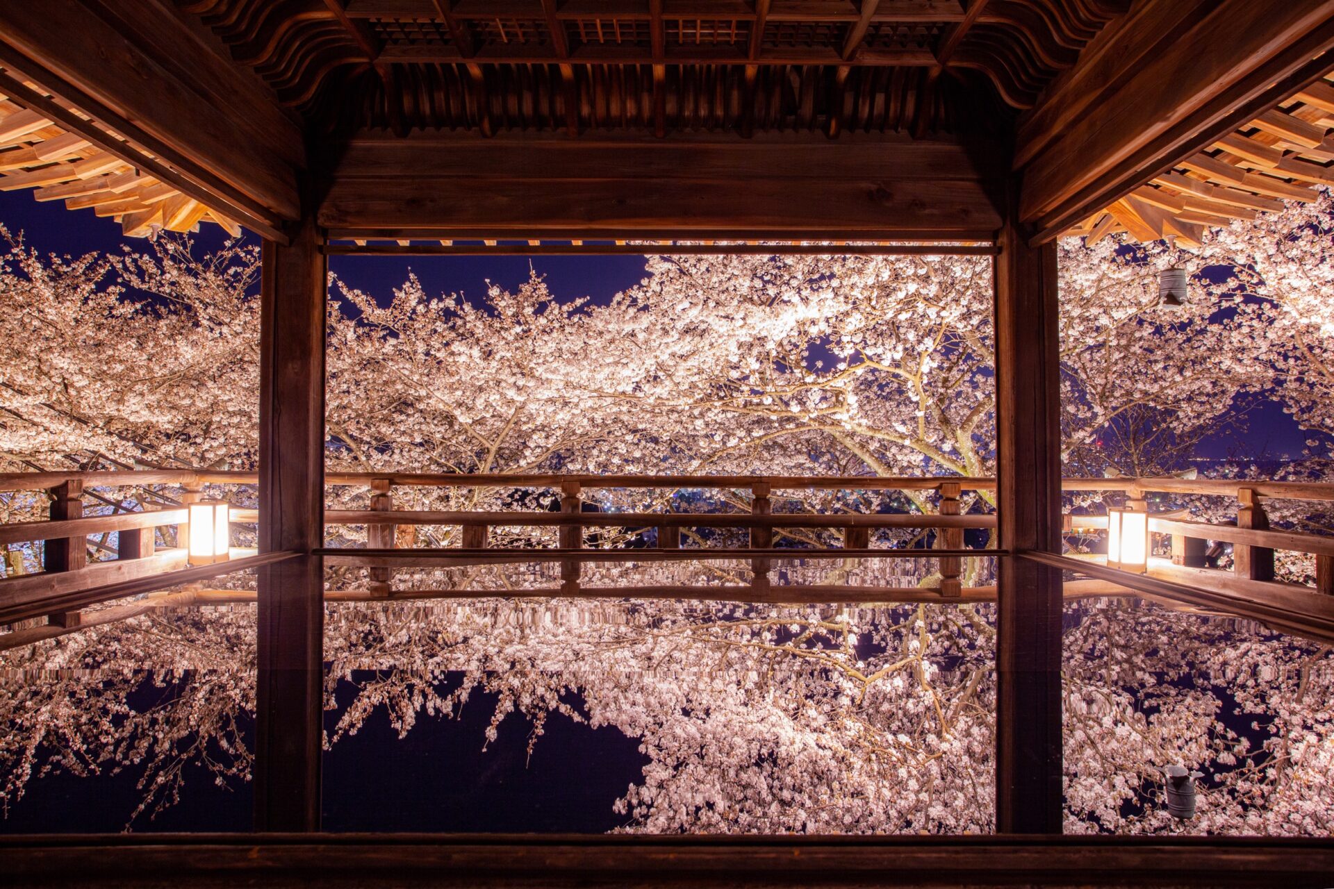 滋賀県,大津市,びわ湖,三井寺,ライトアップ,桜